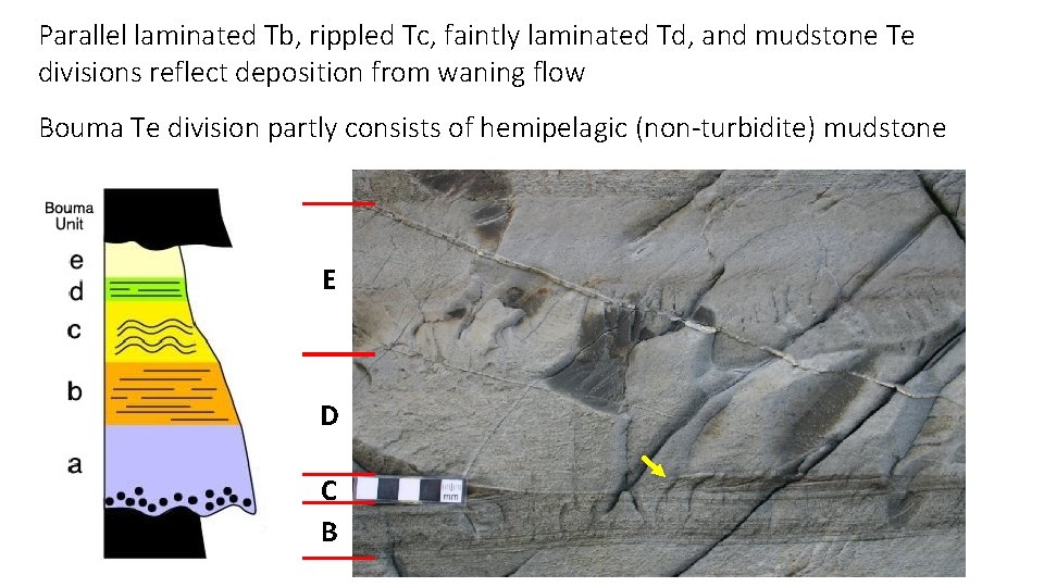 Parallel laminated Tb, rippled Tc, faintly laminated Td, and mudstone Te divisions reflect deposition