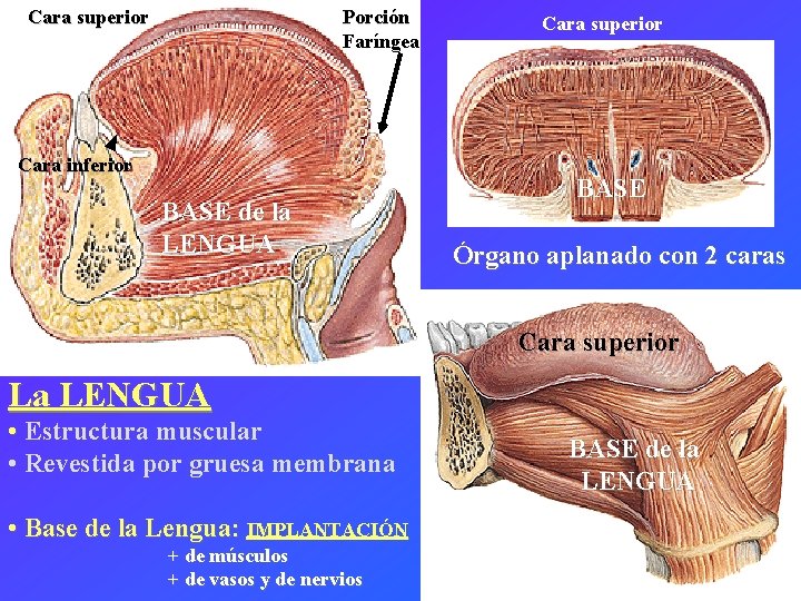 Cara superior Porción Faríngea Cara inferior BASE de la LENGUA Cara superior BASE Órgano