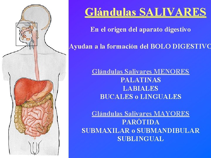 Glándulas SALIVARES En el origen del aparato digestivo Ayudan a la formación del BOLO