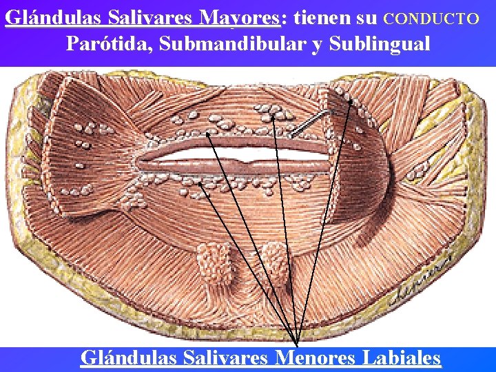 Glándulas Salivares Mayores: tienen su CONDUCTO Parótida, Submandibular y Sublingual Glándulas Salivares Menores Labiales