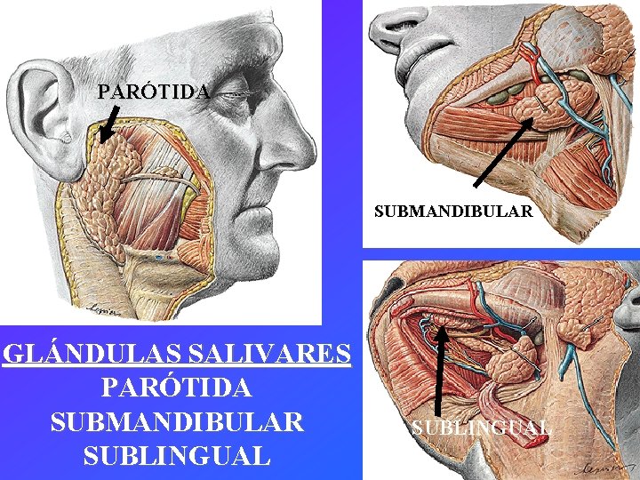 PARÓTIDA SUBMANDIBULAR GLÁNDULAS SALIVARES PARÓTIDA SUBMANDIBULAR SUBLINGUAL 