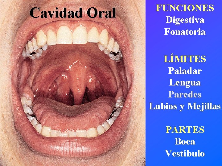 Cavidad Oral FUNCIONES Digestiva Fonatoria LÍMITES Paladar Lengua Paredes Labios y Mejillas PARTES Boca