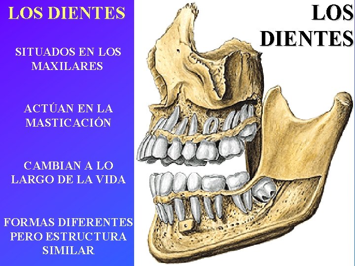 LOS DIENTES SITUADOS EN LOS MAXILARES ACTÚAN EN LA MASTICACIÓN CAMBIAN A LO LARGO