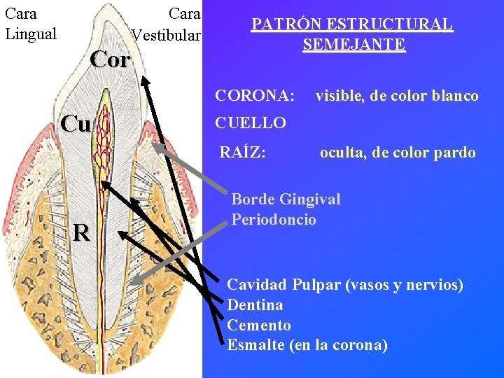 Cara Vestibular Cara Lingual Cor PATRÓN ESTRUCTURAL SEMEJANTE CORONA: Cu CUELLO RAÍZ: R visible,