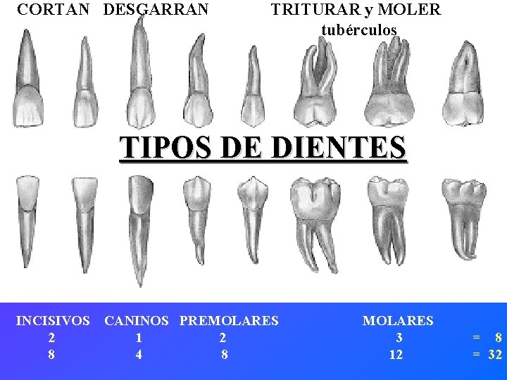 CORTAN DESGARRAN TRITURAR y MOLER tubérculos TIPOS DE DIENTES INCISIVOS CANINOS PREMOLARES 2 1