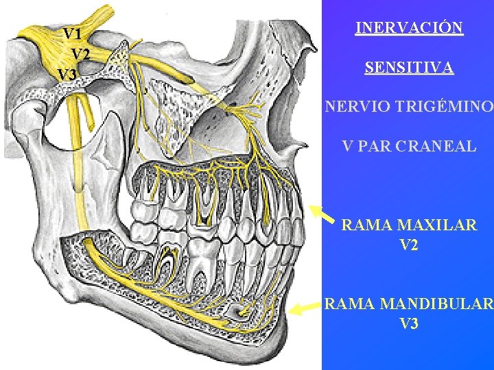 V 1 V 2 V 3 INERVACIÓN SENSITIVA NERVIO TRIGÉMINO V PAR CRANEAL RAMA