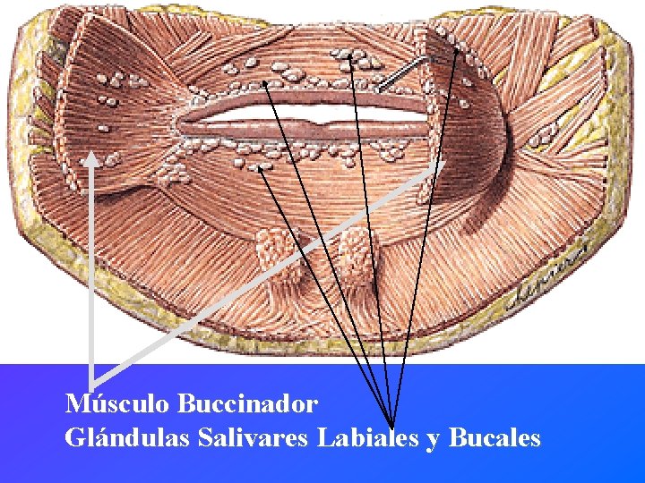 Músculo Buccinador Glándulas Salivares Labiales y Bucales 