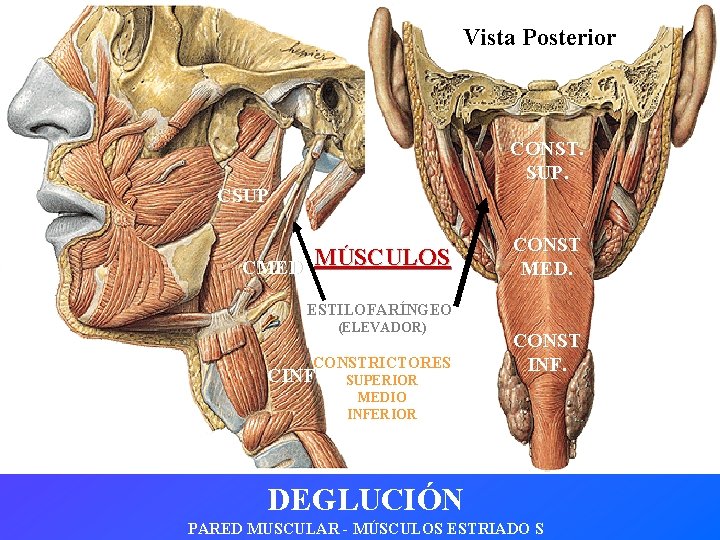 Vista Posterior CONST. SUP. CSUP CMED MÚSCULOS CONST MED. ESTILOFARÍNGEO (ELEVADOR) CONSTRICTORES CINF SUPERIOR