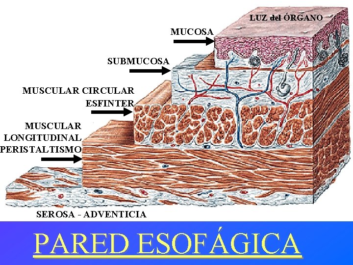 LUZ del ÓRGANO MUCOSA SUBMUCOSA MUSCULAR CIRCULAR ESFINTER MUSCULAR LONGITUDINAL PERISTALTISMO SEROSA - ADVENTICIA