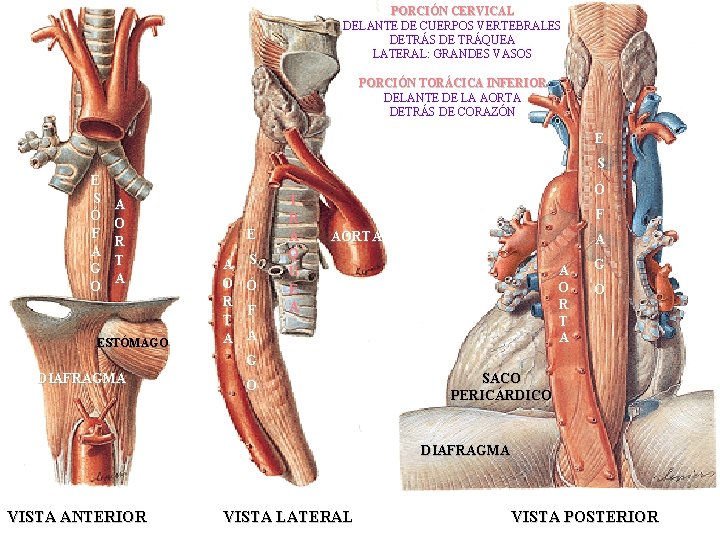 PORCIÓN CERVICAL DELANTE DE CUERPOS VERTEBRALES DETRÁS DE TRÁQUEA LATERAL: GRANDES VASOS PORCIÓN TORÁCICA