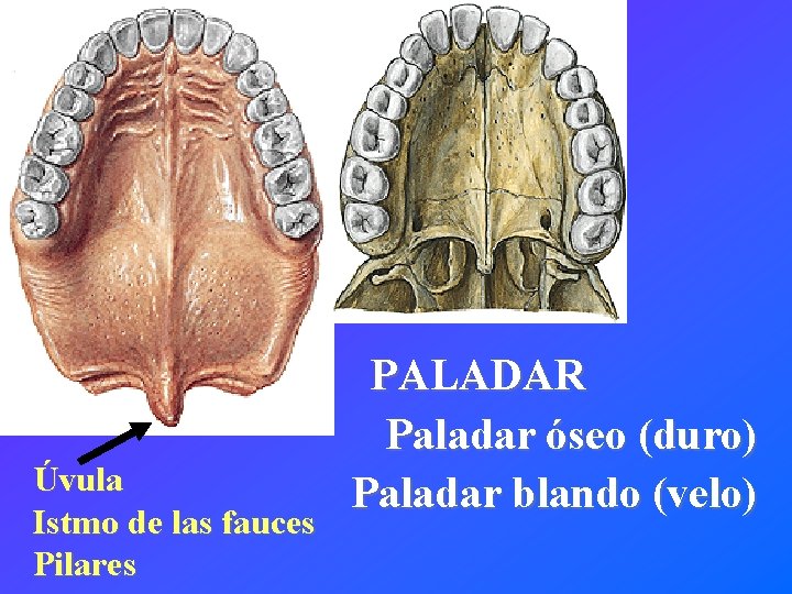 Úvula Istmo de las fauces Pilares PALADAR Paladar óseo (duro) Paladar blando (velo) 