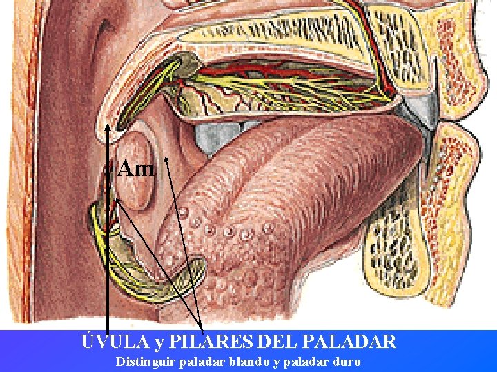 Am ÚVULA y PILARES DEL PALADAR Distinguir paladar blando y paladar duro 