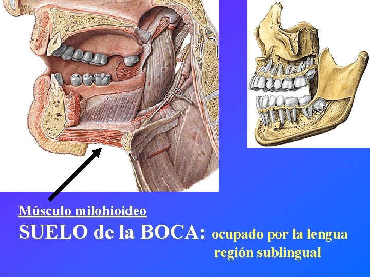 Músculo milohioideo SUELO de la BOCA: ocupado por la lengua región sublingual 