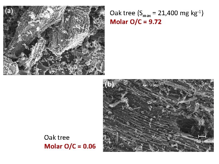 Oak tree (Smax = 21, 400 mg kg-1) Molar O/C = 9. 72 Oak