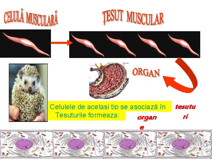 Celulele de acelaşi tip se asociază în Tesuturile formeaza: organ e tesutu ri 