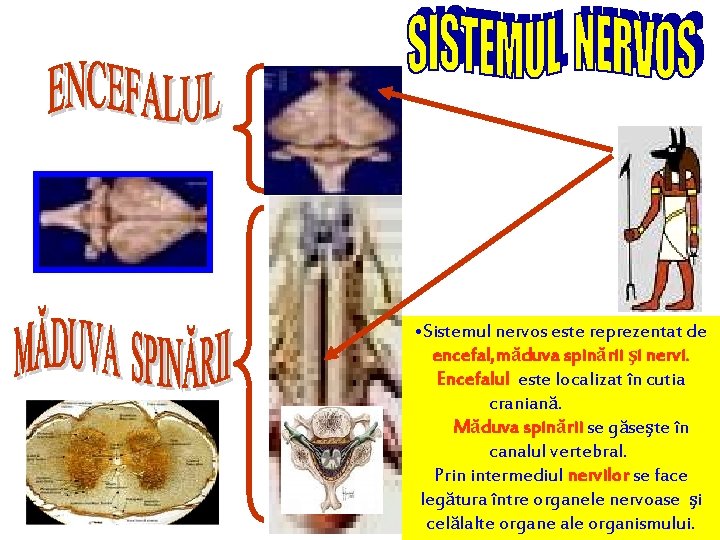  • Sistemul nervos este reprezentat de encefal, măduva spinării şi nervi. Encefalul este