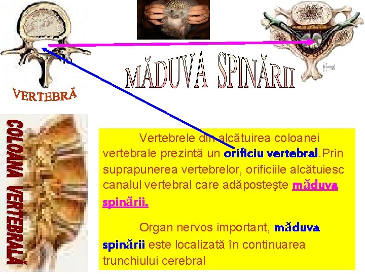 Vertebrele din alcătuirea coloanei vertebrale prezintă un orificiu vertebral. Prin suprapunerea vertebrelor, orificiile alcătuiesc