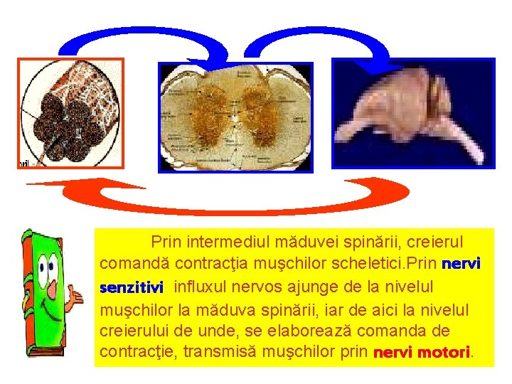 Prin intermediul măduvei spinării, creierul comandă contracţia muşchilor scheletici. Prin nervi senzitivi influxul nervos