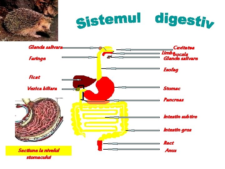 Glanda salivara Faringe Cavitatea Limbabucala Glande salivare Esofag Ficat Vezica biliara Stomac Pancreas Intestin