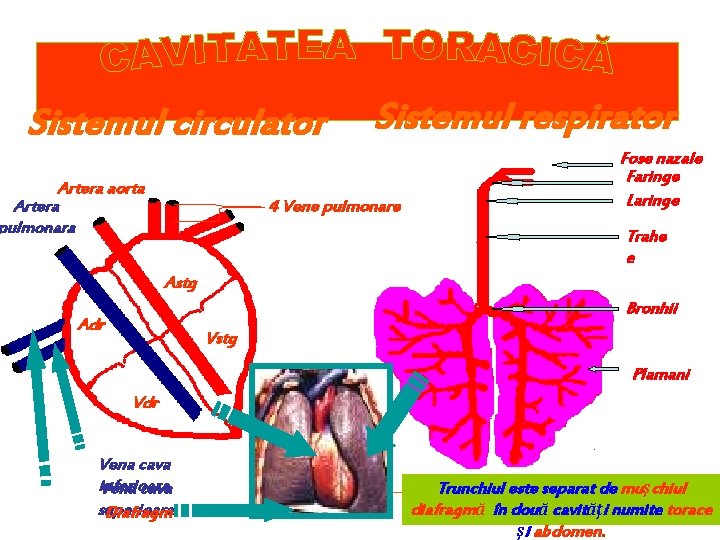 Sistemul circulator Artera aorta Artera pulmonara Sistemul respirator 4 Vene pulmonare Fose nazale Faringe