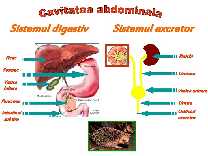 Sistemul digestiv Ficat Stomac Vezica biliara Sistemul excretor Rinichi Uretera Vezica urinara Pancreas Uretra