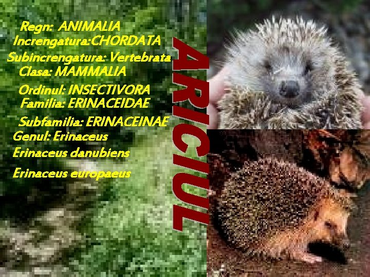 Regn: ANIMALIA Increngatura: CHORDATA Subincrengatura: Vertebrata Clasa: MAMMALIA Ordinul: INSECTIVORA Familia: ERINACEIDAE Subfamilia: ERINACEINAE
