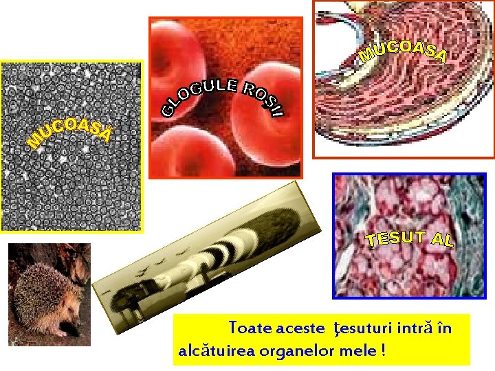 Toate aceste ţesuturi intră în alcătuirea organelor mele ! 