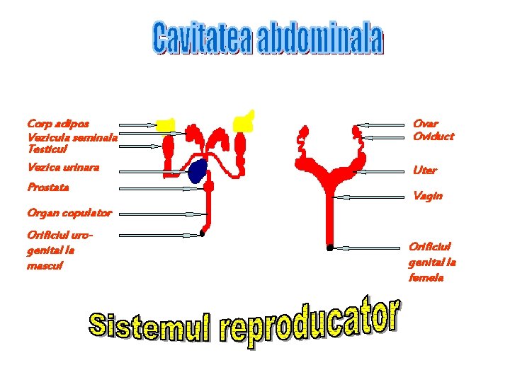 Corp adipos Vezicula seminala Testicul Vezica urinara Prostata Ovar Oviduct Uter Vagin Organ copulator