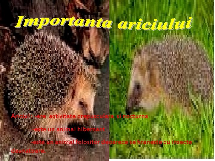 Ariciul : -are activitate crepusculara si nocturna -este un animal hibernant -este un animal