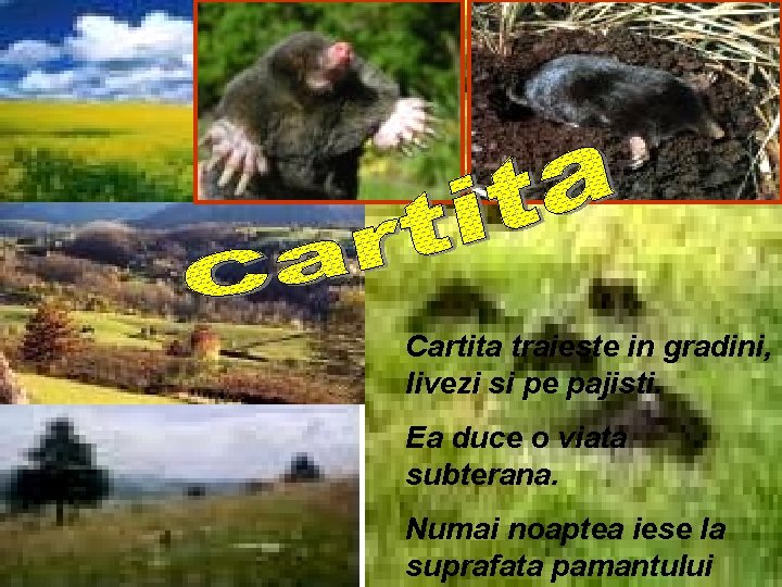 Cartita traieste in gradini, livezi si pe pajisti. Ea duce o viata subterana. Numai