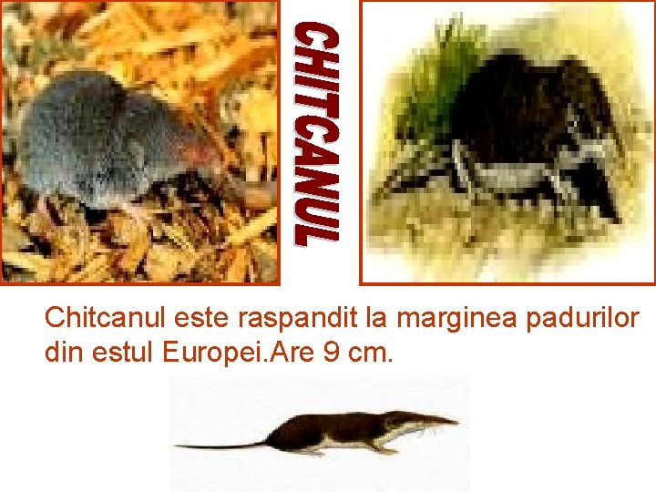 Chitcanul este raspandit la marginea padurilor din estul Europei. Are 9 cm. 