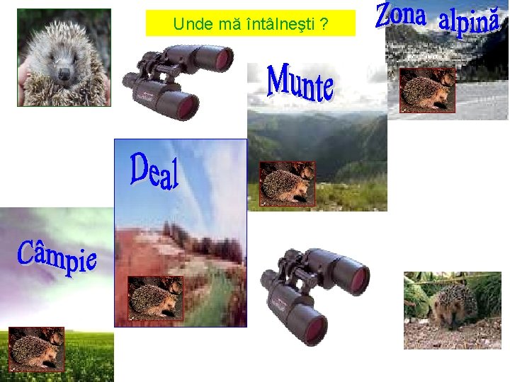 Unde mă întâlneşti ? 