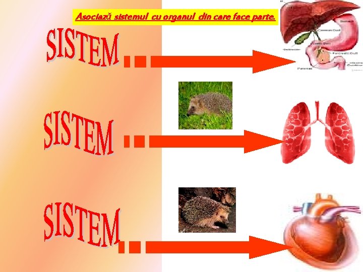 Asociază sistemul cu organul din care face parte. 