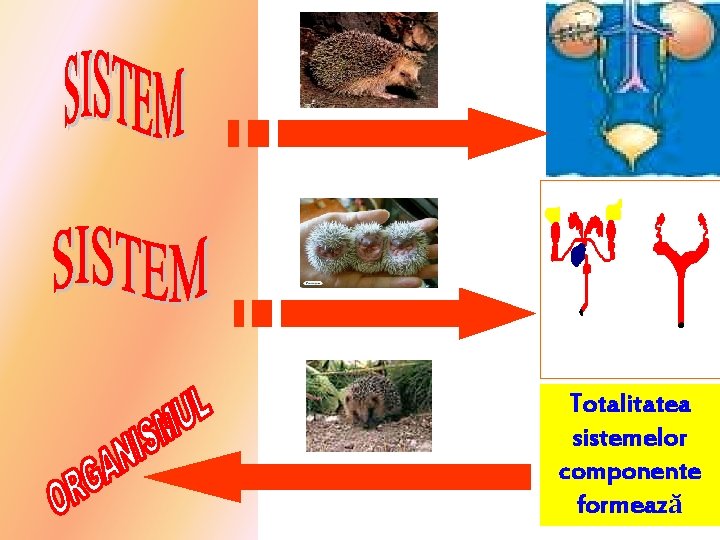 Totalitatea sistemelor componente formează 