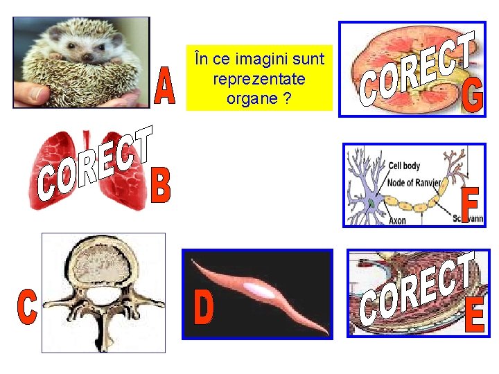 În ce imagini sunt reprezentate organe ? 