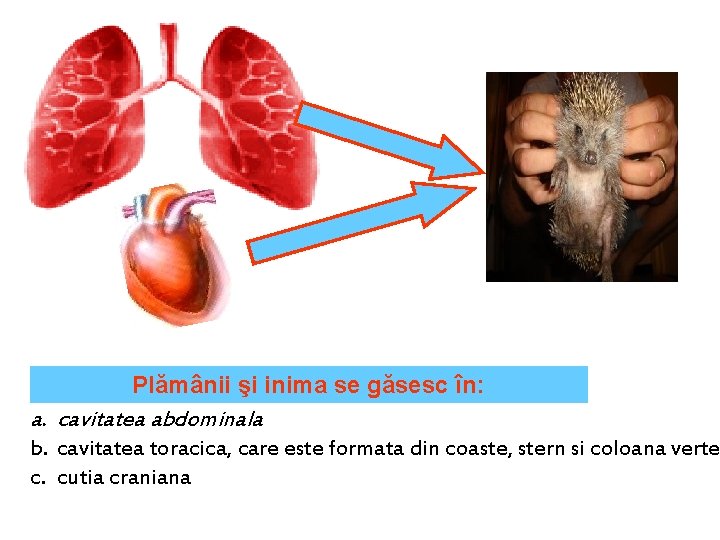 Plămânii şi inima se găsesc în: a. cavitatea abdominala b. cavitatea toracica, care este