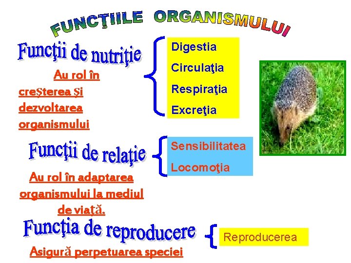 Digestia Au rol în creşterea şi dezvoltarea organismului Circulaţia Respiraţia Excreţia Sensibilitatea Au rol