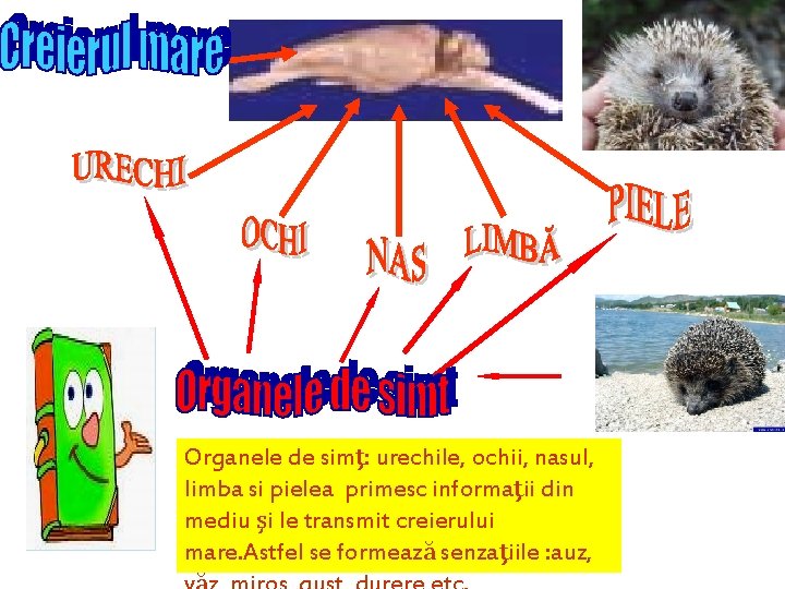 Organele de simţ: urechile, ochii, nasul, limba si pielea primesc informaţii din mediu şi