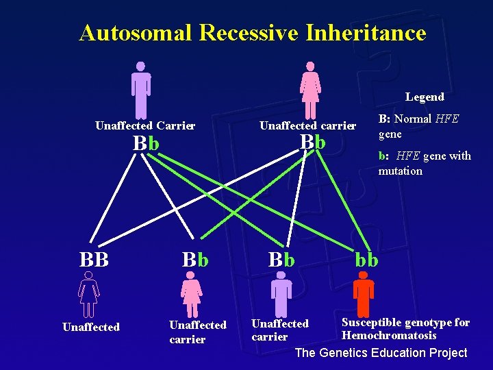 Autosomal Recessive Inheritance Legend Unaffected Carrier Bb BB Bb Unaffected carrier Bb Bb B: