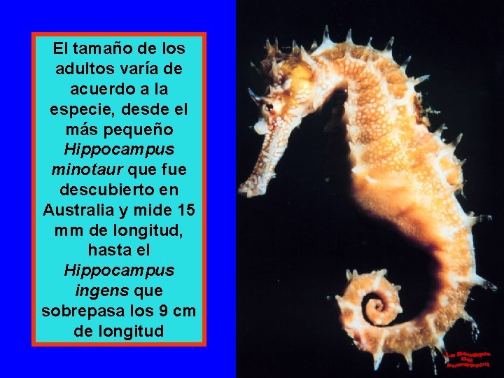 El tamaño de los adultos varía de acuerdo a la especie, desde el más