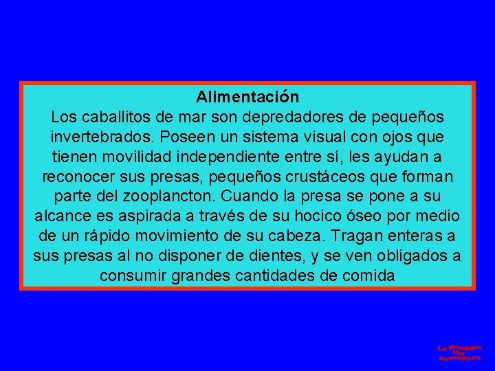 Alimentación Los caballitos de mar son depredadores de pequeños invertebrados. Poseen un sistema visual