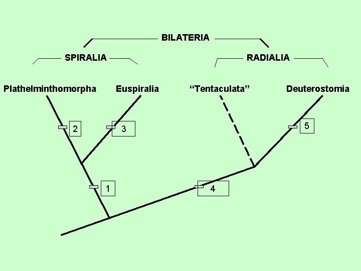BILATERIA SPIRALIA Plathelminthomorpha RADIALIA Euspiralia 2 “Tentaculata” 5 3 1 Deuterostomia 4 