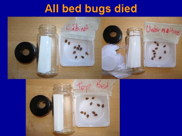 All bed bugs died 