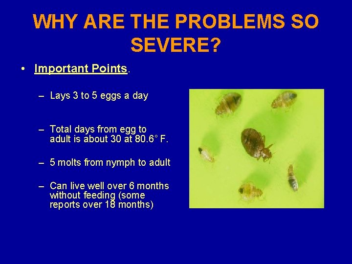 WHY ARE THE PROBLEMS SO SEVERE? • Important Points. – Lays 3 to 5