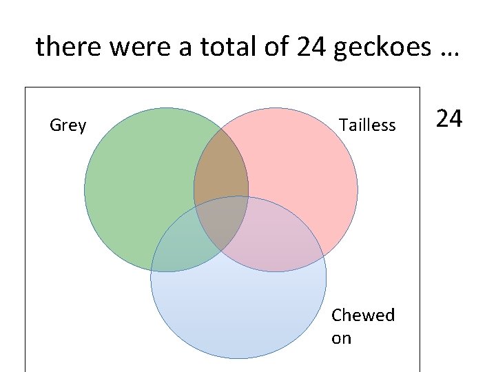 there were a total of 24 geckoes … Grey Tailless Chewed on 24 