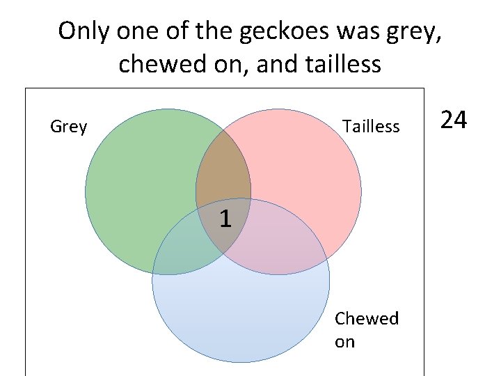 Only one of the geckoes was grey, chewed on, and tailless Grey Tailless 1