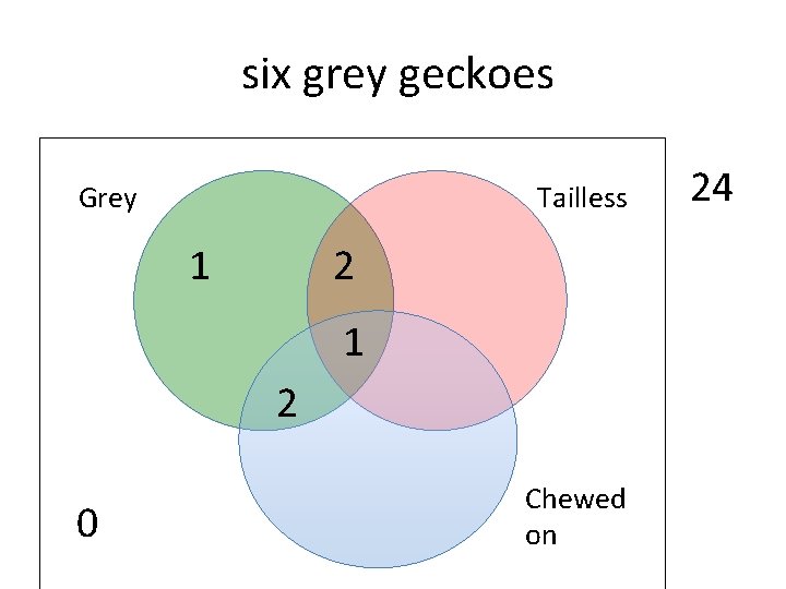  six grey geckoes Grey Tailless 1 2 1 2 0 Chewed on 24