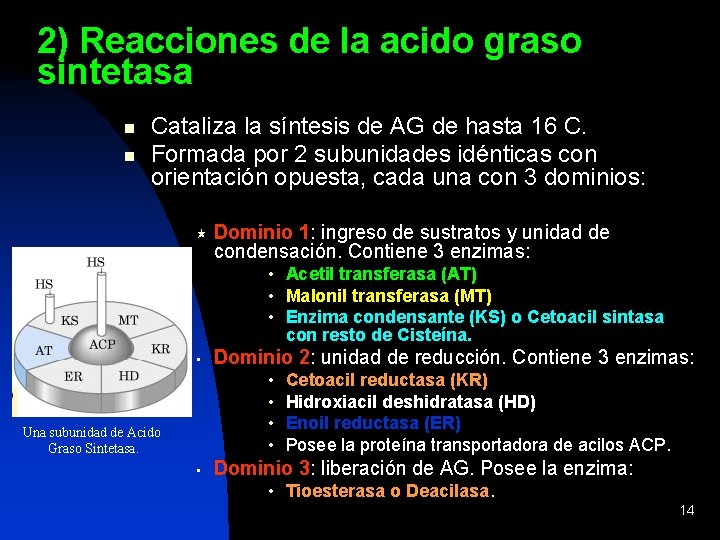 2) Reacciones de la acido graso sintetasa n n Cataliza la síntesis de AG