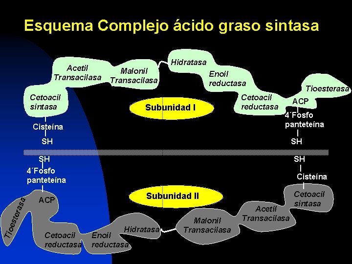 Esquema Complejo ácido graso sintasa Acetil Transacilasa Cetoacil sintasa Hidratasa Malonil Transacilasa Enoil reductasa