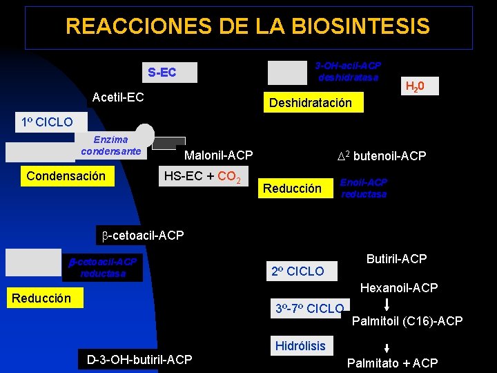 REACCIONES DE LA BIOSINTESIS 3 -OH-acil-ACP deshidratasa S-EC Acetil-EC H 2 0 Deshidratación 1º